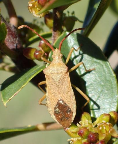 Gonocerus acuteangulatus